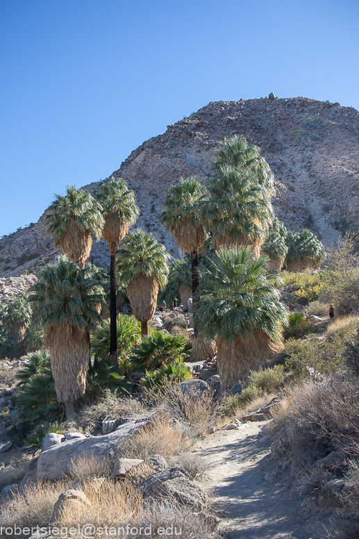 Joshua Tree